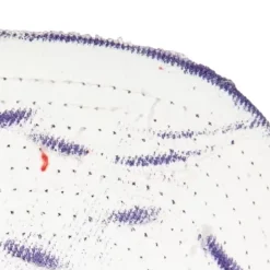 Ssbsts Snapback Hwc Toronto Raptors